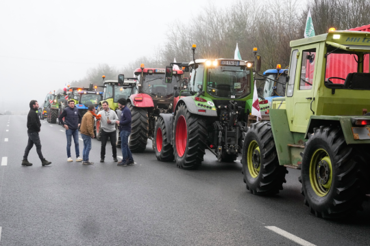 agrotes