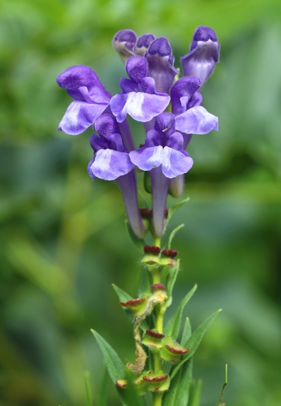 skoutellaria