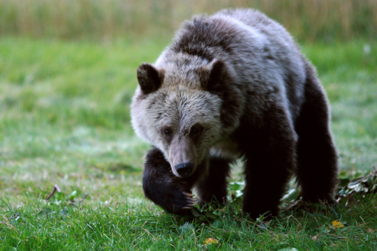 bear