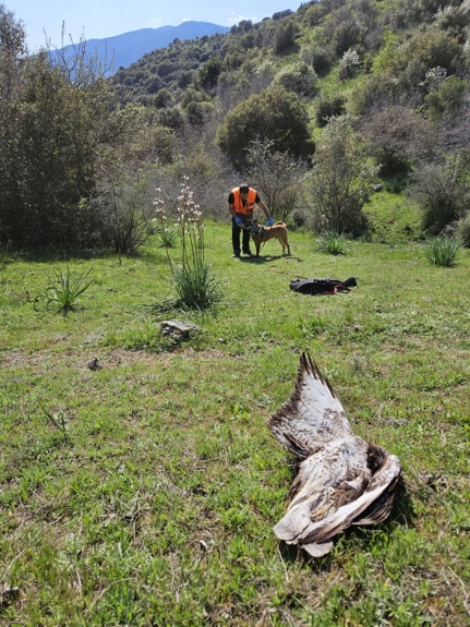 Μια νεκρή γερακίνα