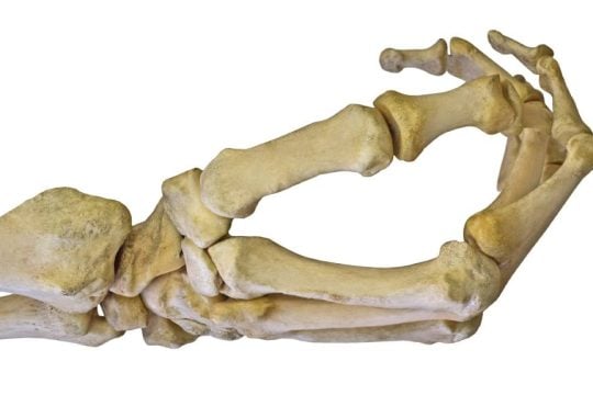 skeletons
