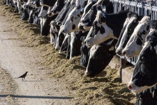 Η Βρετανία βάζει περιορισμούς στις ελληνικές εισαγωγές κρέατος λόγω του αφθώδους πυρετού στη Λέσβο