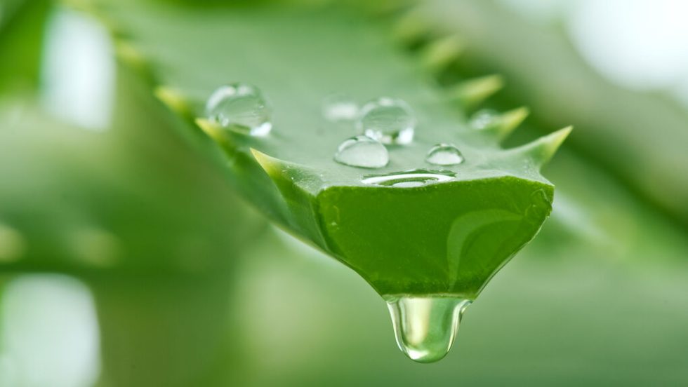 aloe vera