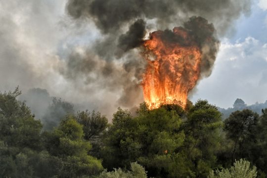 δάσος, φωτιά