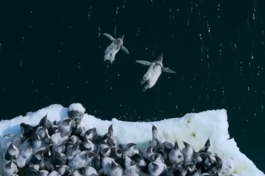 Πιγκουίνοι - μωρά