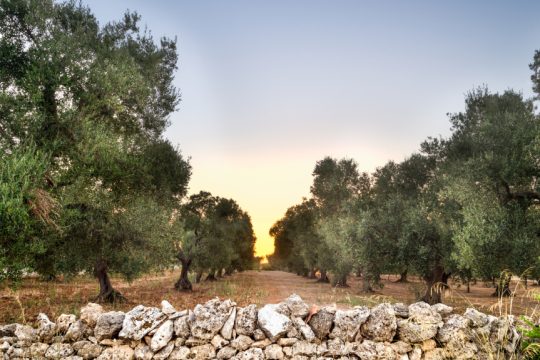 Ελαιόδεντρα στην Απουλία της Ιταλίας