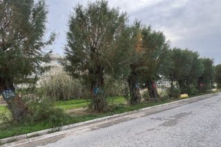 rafina-armyrikia