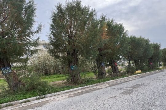 rafina-armyrikia