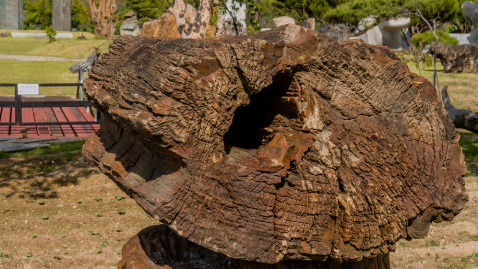 δακτύλιοι δέντρων