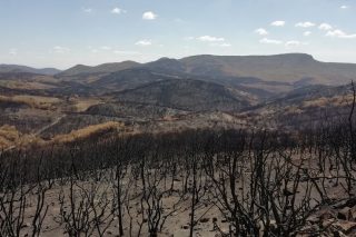 dasi-pyrkagia