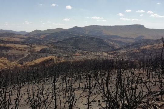 dasi-pyrkagia
