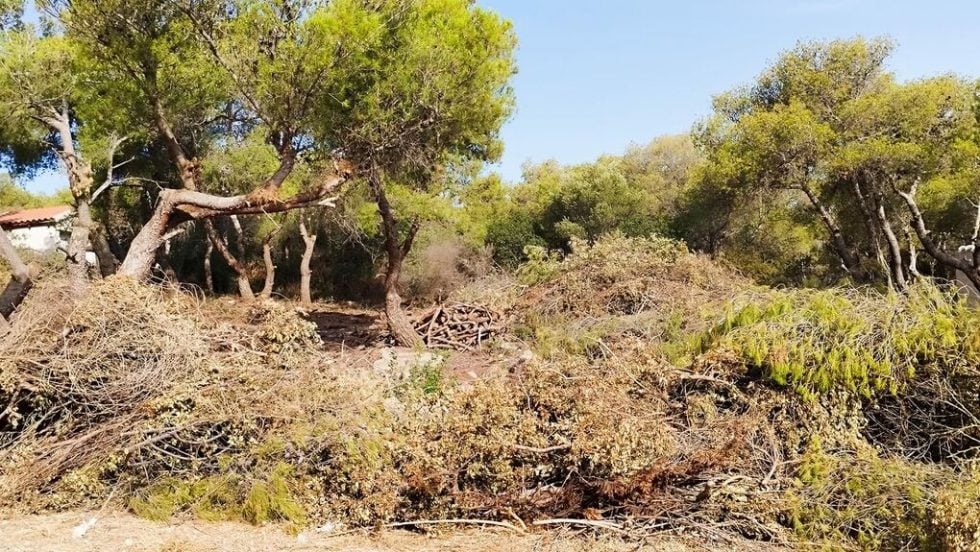 Κομμένα και αφημένα κλαδιά εδώ και 10 μέρες στο Πόρτο Ράφτη