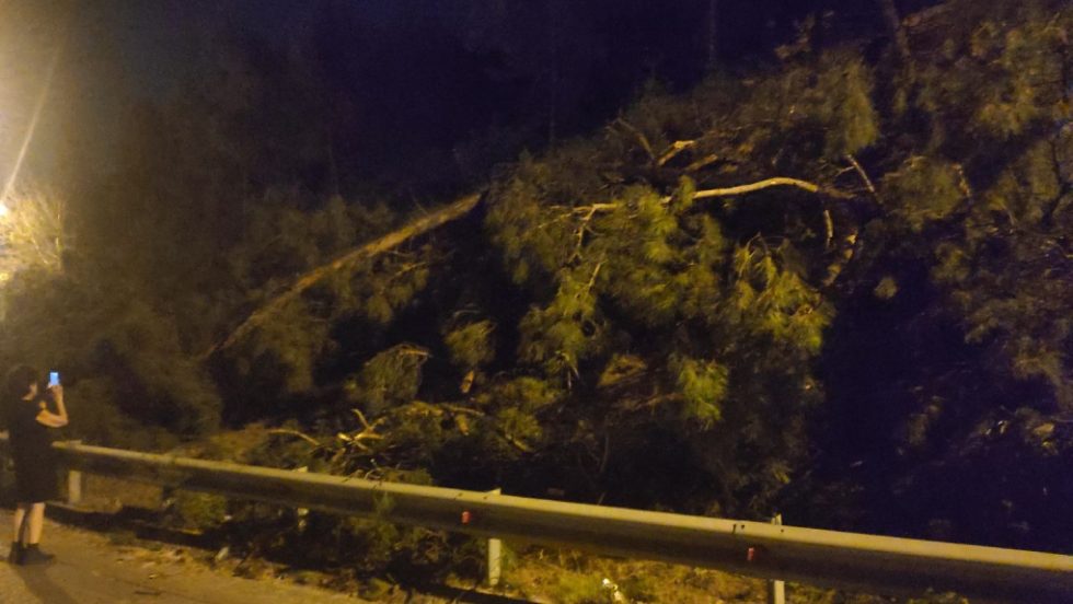 κοπή δέντρων στο δάσος Σέιχ Σου