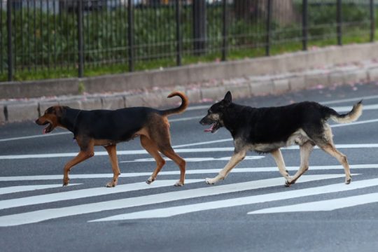 αδέσποτα σκυλιά