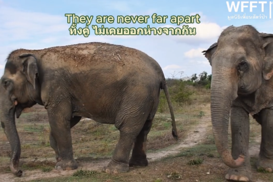 elephantes