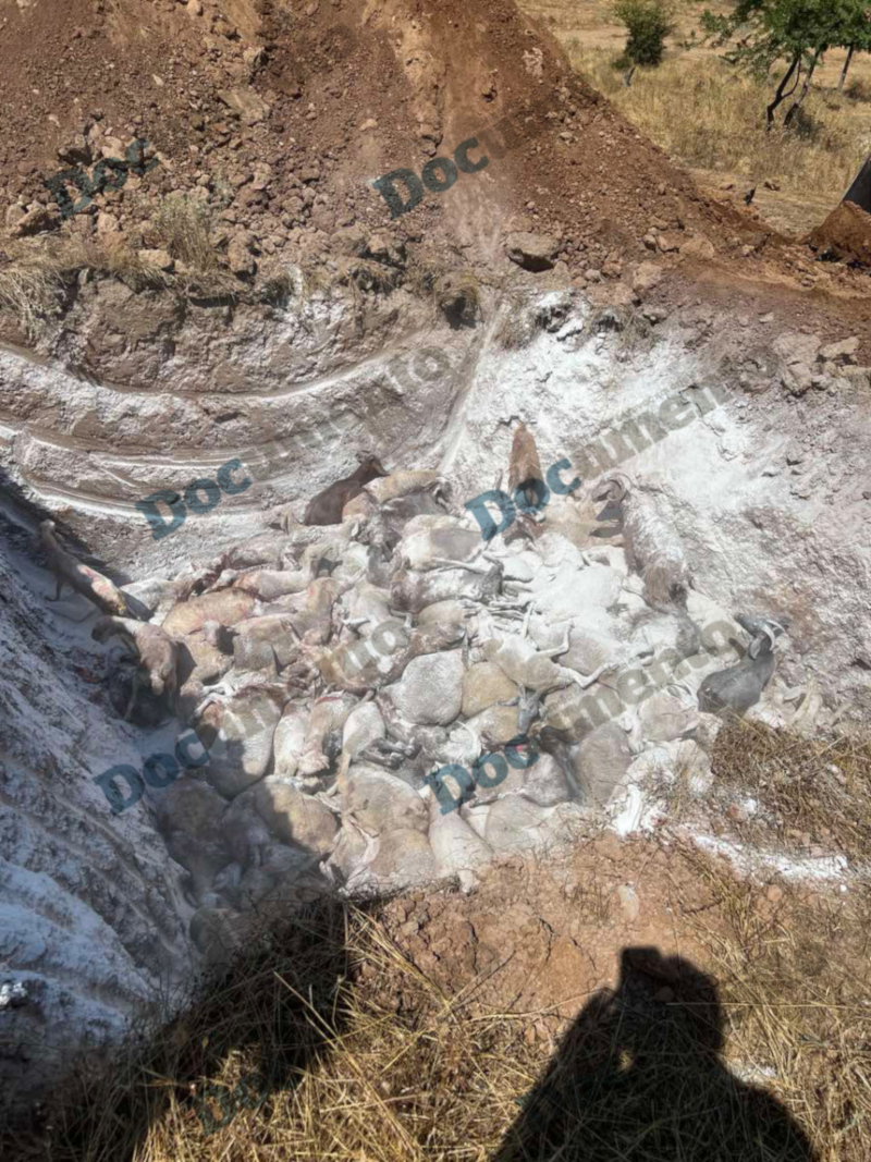 πανώλη αιγοπρόβατα