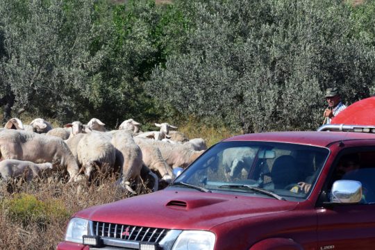 πρόβατα - πανώλη