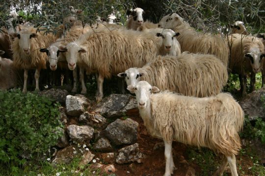 provata