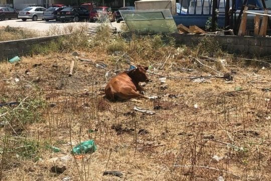 Ακόμα και δίπλα στα σπίτια επιβιώνουν οι αγελάδες στην Κω