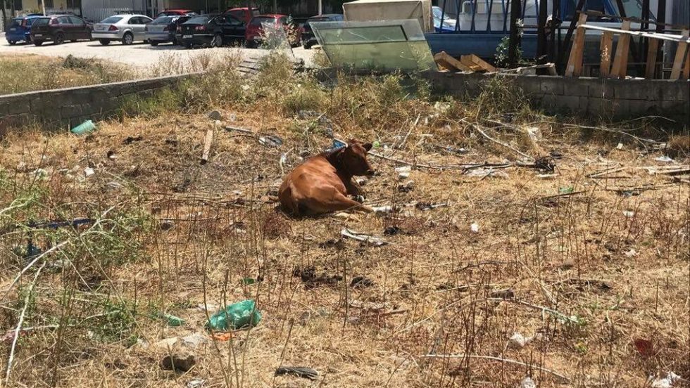 Ακόμα και δίπλα στα σπίτια επιβιώνουν οι αγελάδες στην Κω