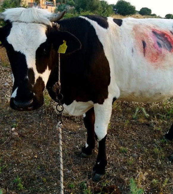 Αγελάδα με έγκαυμα από τον ήλιο, χωρίς καμία συνέπεια για τον κτηνοτρόφο