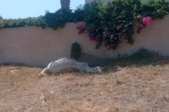 Άλογο Σαντορίνη