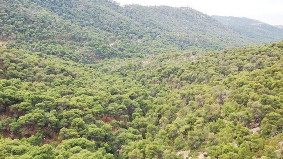 Xιλιάδες φορτηγά θα περνούν μέσα από τους δασικούς δρόμους του μοναδικού δάσους των Κανακίων
