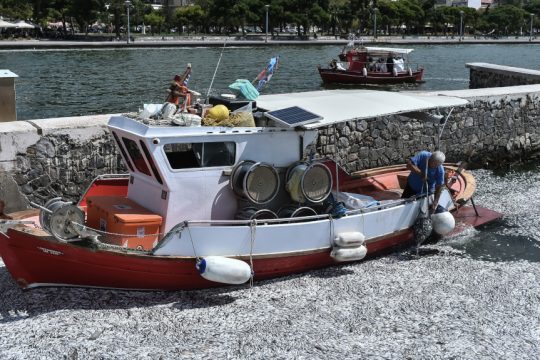 Βόλος ψάρια