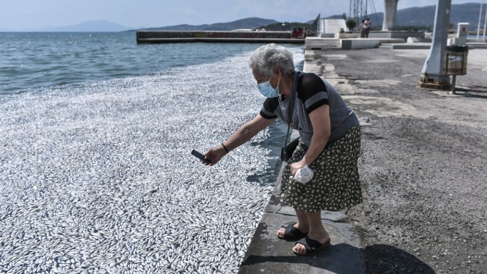 Ψάρια Βόλος