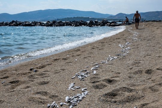 ψάρια Παγασητικός