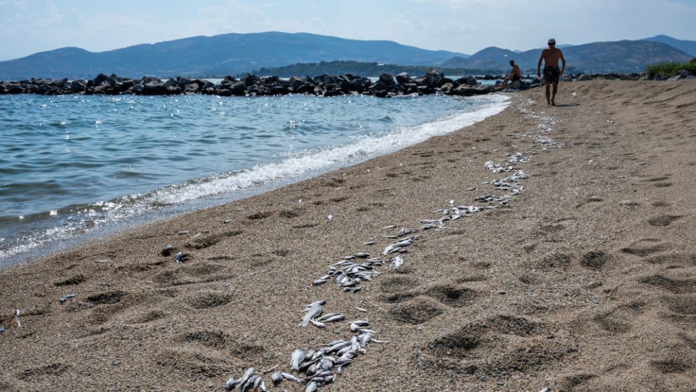 ψάρια Παγασητικός