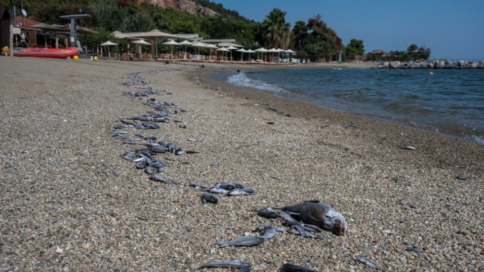 ψάρια Παγασητικός