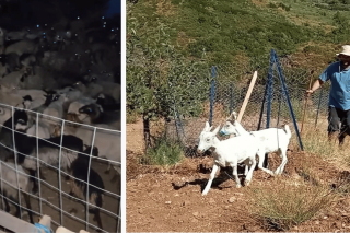 Από την... επ’ αυτοφώρω σύλληψη και κατάσχεση των ζώων στην Καλαμαύκα | Δεξιά: Κατσίκες εισβάλλουν σε καλλιέργειες