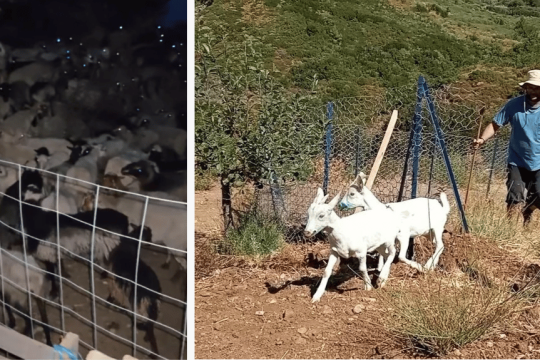 Από την... επ’ αυτοφώρω σύλληψη και κατάσχεση των ζώων στην Καλαμαύκα | Δεξιά: Κατσίκες εισβάλλουν σε καλλιέργειες