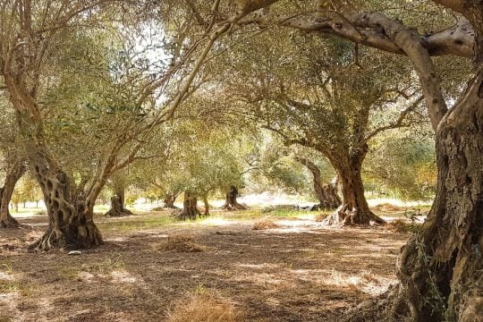 Ελαιώνας