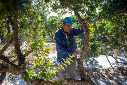 Μαστιχοπαραγωγός επί το έργον στο Πυργί της Χίου