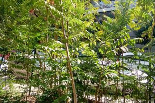 Aείλανθος (Ailanthus Altissima)- Βρωμοκαρυδιές στον Λόφο Ευελπίδων, παραπλεύρως της οδού Βαλτινών