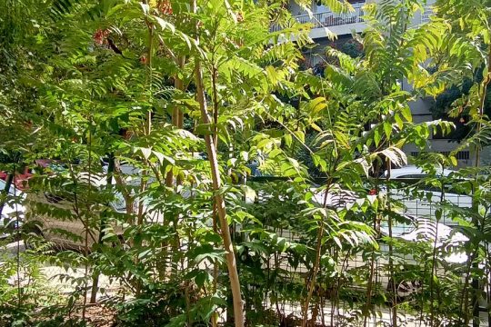 Aείλανθος (Ailanthus Altissima)- Βρωμοκαρυδιές στον Λόφο Ευελπίδων, παραπλεύρως της οδού Βαλτινών