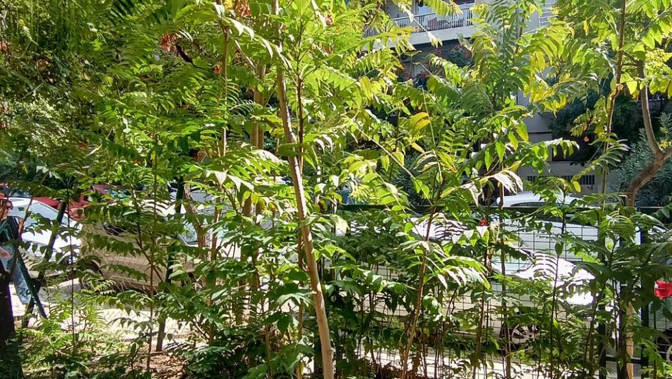 Aείλανθος (Ailanthus Altissima)- Βρωμοκαρυδιές στον Λόφο Ευελπίδων, παραπλεύρως της οδού Βαλτινών