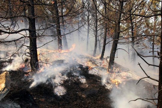 Η εικόνα του δάσους στον Εβρο μετά την περσινή πυρκαγιά