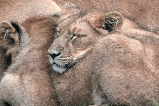 liontaria