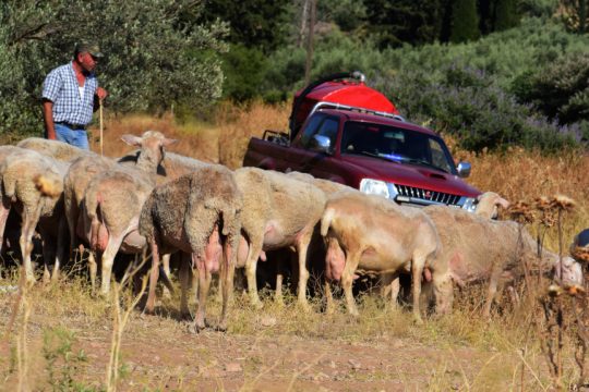 πρόβατα - κτηνοτρόφος