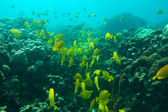 coral