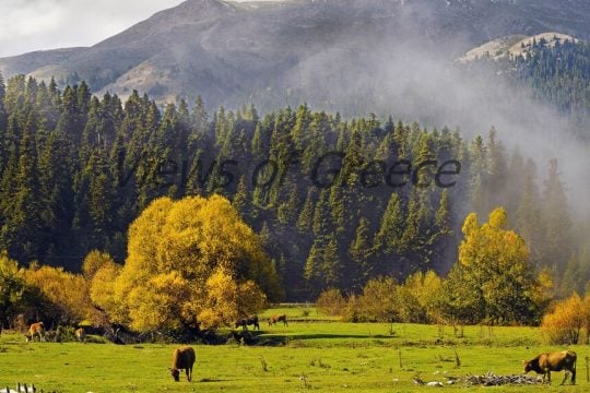 Φθινοπωρινό τοπίο στα Περτουλιώτικα Λιβάδια