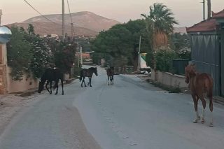 aloga-immitos