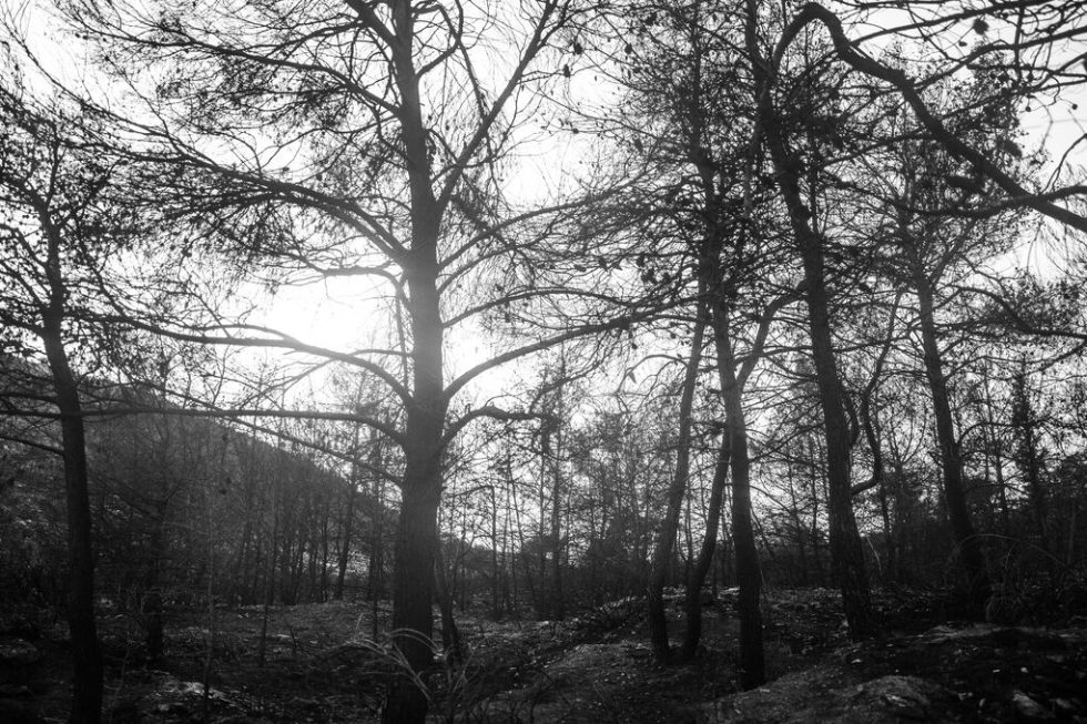 dentra-agathou