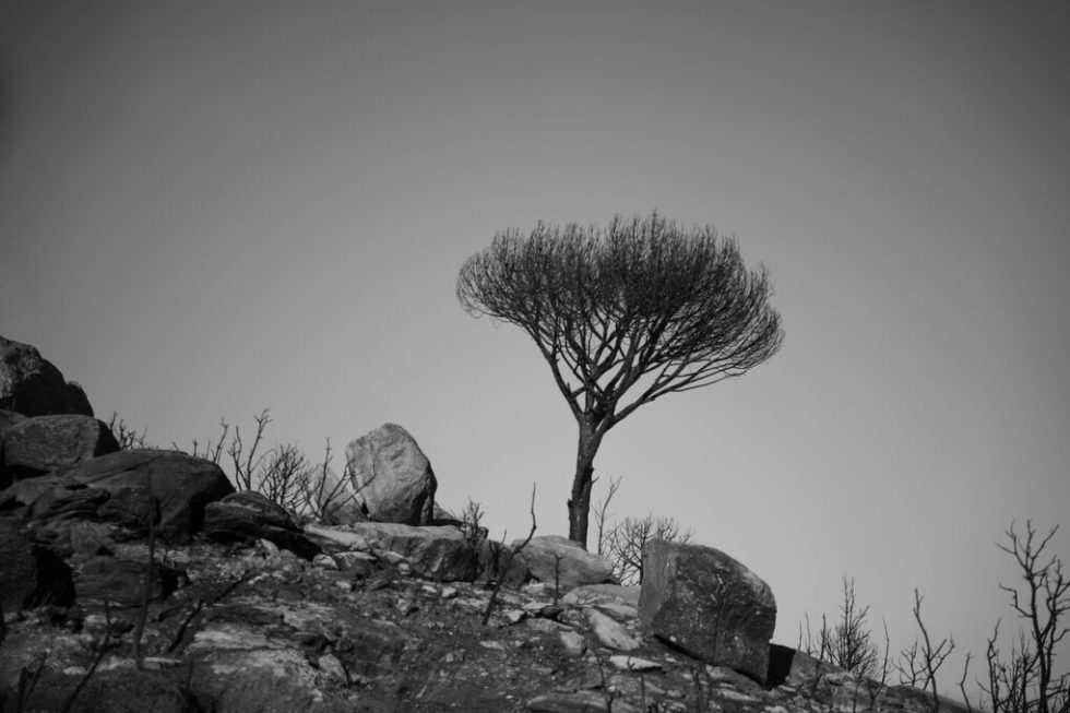 dentra-agathou