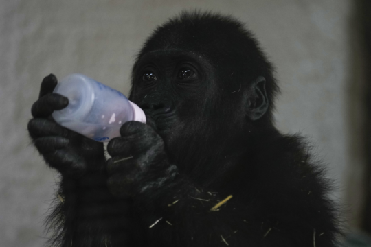 gorilla