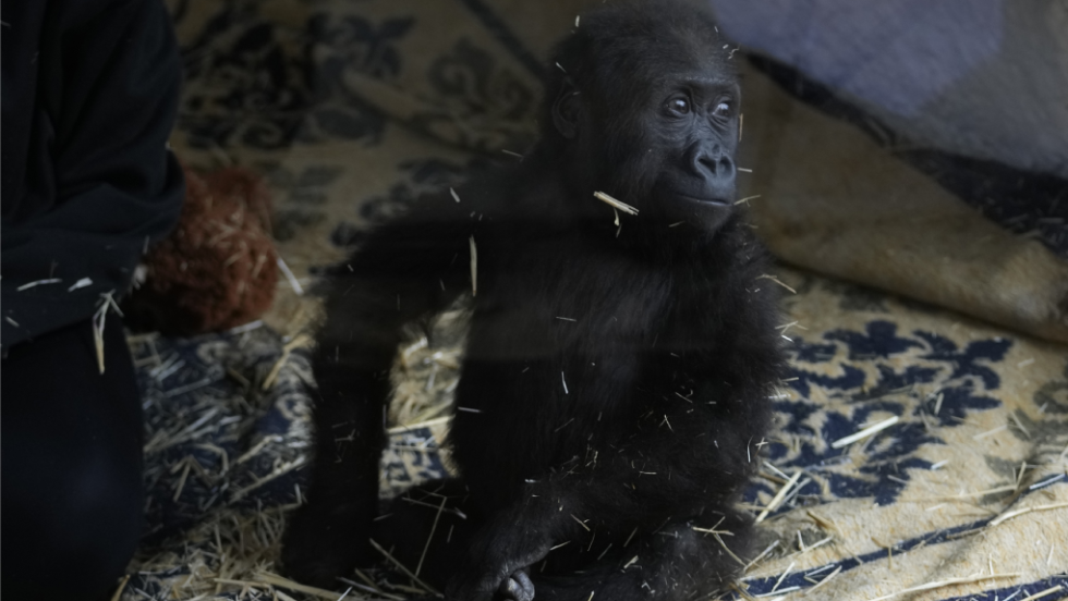 gorilla