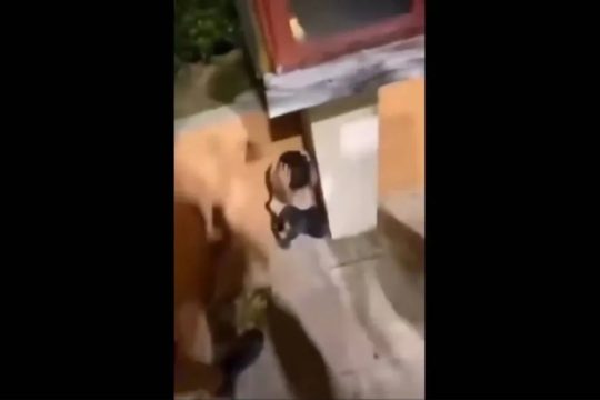 paidi_1020